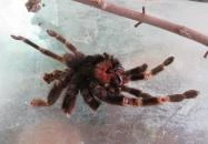 Füzesgyarmati Állatpark & Vadfarm Füzesgyarmat