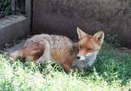 Füzesgyarmati Állatpark & Vadfarm Füzesgyarmat