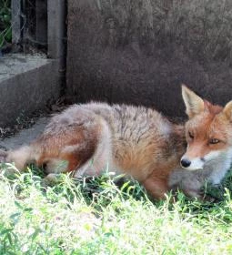 Füzesgyarmati Állatpark & Vadfarm