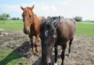 Füzesgyarmati Állatpark & Vadfarm Füzesgyarmat