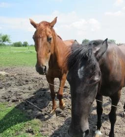 Füzesgyarmati Állatpark & Vadfarm