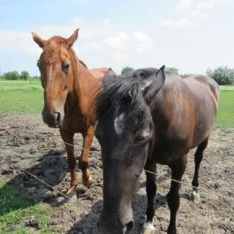 Füzesgyarmati Állatpark & Vadfarm Füzesgyarmat - Egyéb