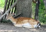 Füzesgyarmati Állatpark & Vadfarm Füzesgyarmat