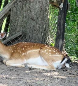 Füzesgyarmati Állatpark & Vadfarm
