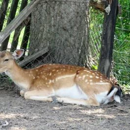 Füzesgyarmati Állatpark & Vadfarm, Füzesgyarmat - 