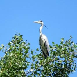 Galopp Major Gyál - Egyéb