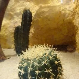 Gekko Pub, Szombathely - Belső