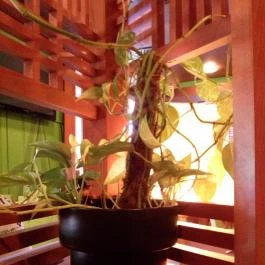 Veyron Ebédlő és Rendezvényház Kecskemét - Belső