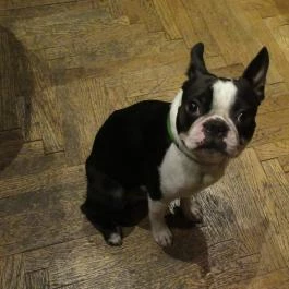 Gepárd & Űrhajó Borbár Budapest - Egyéb