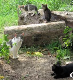 Gesztenyés tanösvény