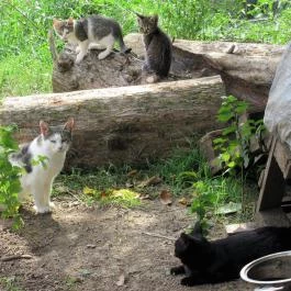 Gesztenyés tanösvény Nagymaros - Egyéb