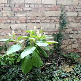 Gettófal Kiállítás Budapest - Egyéb