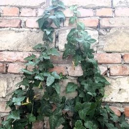 Gettófal Kiállítás Budapest - Egyéb