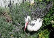 Gólyafészek Cukrászda Ócsa