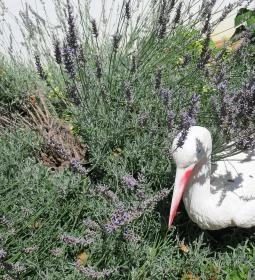 Gólyafészek Cukrászda