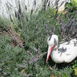 Gólyafészek Cukrászda Ócsa - Egyéb