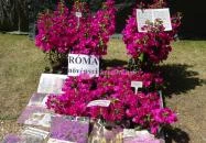 Gorsium Szabadtéri Múzeum - Régészeti Park Székesfehérvár