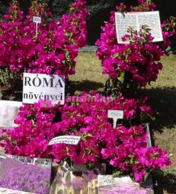 Gorsium Szabadtéri Múzeum - Régészeti Park