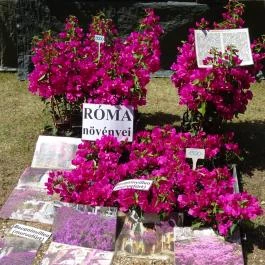 Gorsium Szabadtéri Múzeum - Régészeti Park Székesfehérvár - Egyéb