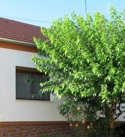 Gosztola Apartmanház