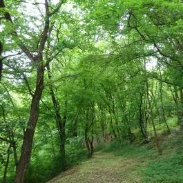 Gyermektábor - Bernecebaráti Bernecebaráti - Környék