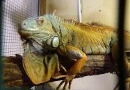 Gyöngyösi Állatkert Gyöngyös