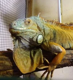 Gyöngyösi Állatkert