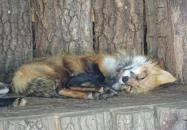 Gyöngyösi Állatkert Gyöngyös