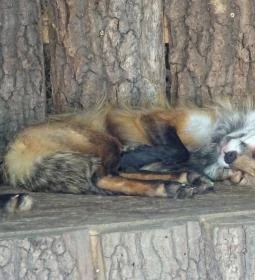 Gyöngyösi Állatkert