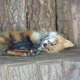 Gyöngyösi Állatkert Gyöngyös - Egyéb