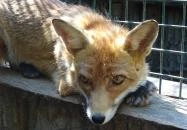 Gyöngyösi Állatkert Gyöngyös