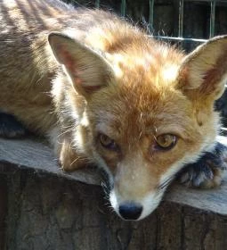 Gyöngyösi Állatkert