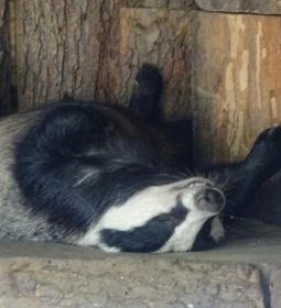 Gyöngyösi Állatkert