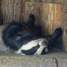 Gyöngyösi Állatkert Gyöngyös - Egyéb