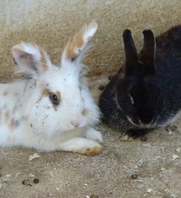 Gyöngyösi Állatkert