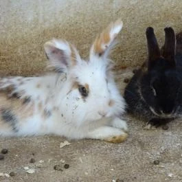 Gyöngyösi Állatkert Gyöngyös - Egyéb