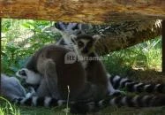 Gyöngyösi Állatkert Gyöngyös