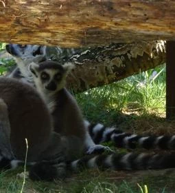 Gyöngyösi Állatkert