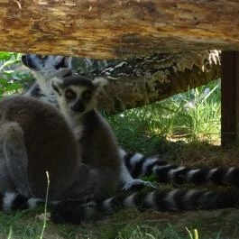 Gyöngyösi Állatkert Gyöngyös - Egyéb