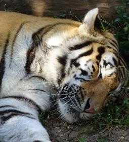 Gyöngyösi Állatkert