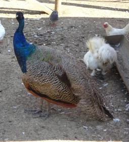 Gyöngyösi Állatkert