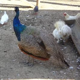 Gyöngyösi Állatkert Gyöngyös - Egyéb