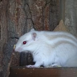 Gyöngyösi Állatkert Gyöngyös - Egyéb