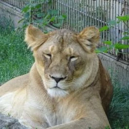 Gyöngyösi Állatkert Gyöngyös - Egyéb