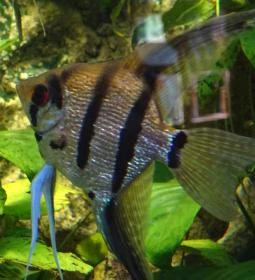 Gyöngyösi Állatkert Büféje