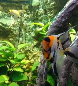 Gyöngyösi Állatkert Büféje