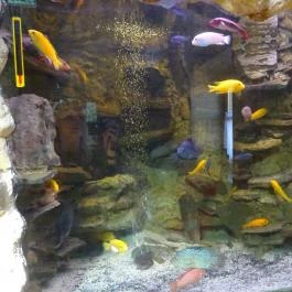 Gyöngyösi Állatkert Büféje Gyöngyös - Egyéb