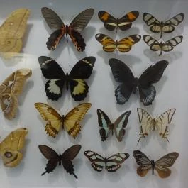 Herendi Porcelánművészeti Múzeum Herend - Egyéb