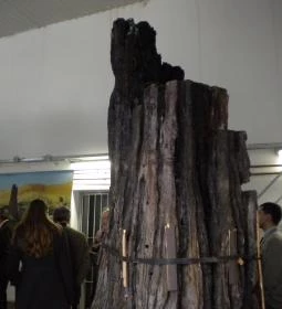 Herman Ottó Múzeum