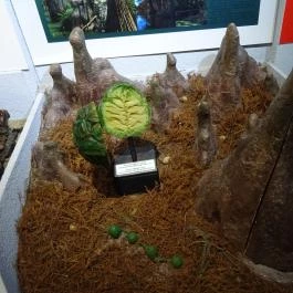 Herman Ottó Múzeum Miskolc - Egyéb